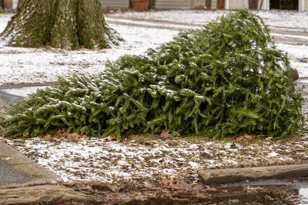 How To Dispose of a Christmas Tree Learn The Best Way Troupe Waste & Recycling