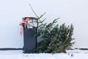 Learn how to dispose of Christmas trees and decorations - Troupe Waste and Recycling Hanson, MA