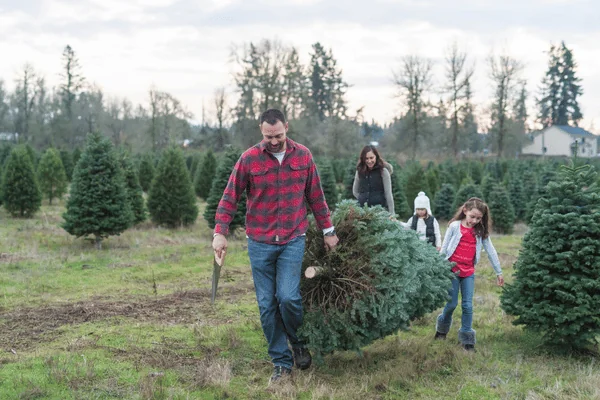 When Should You Schedule Christmas Tree Disposal Troupe Waste & Recycling